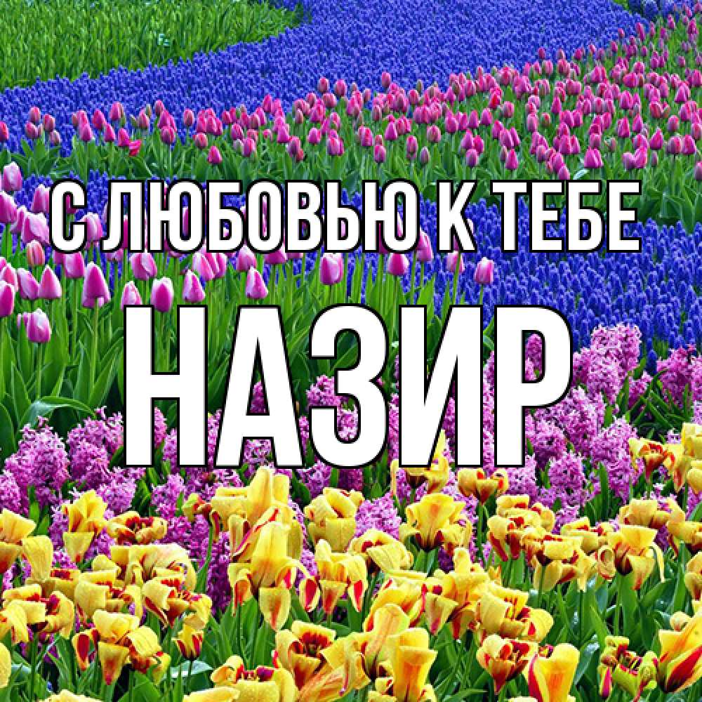 Открытка  с именем. Назир, С любовью к тебе  