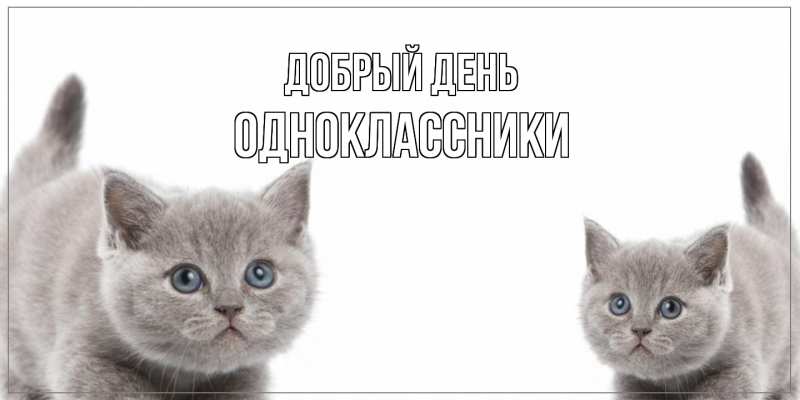 Картинка Добрый день, Одноклассники