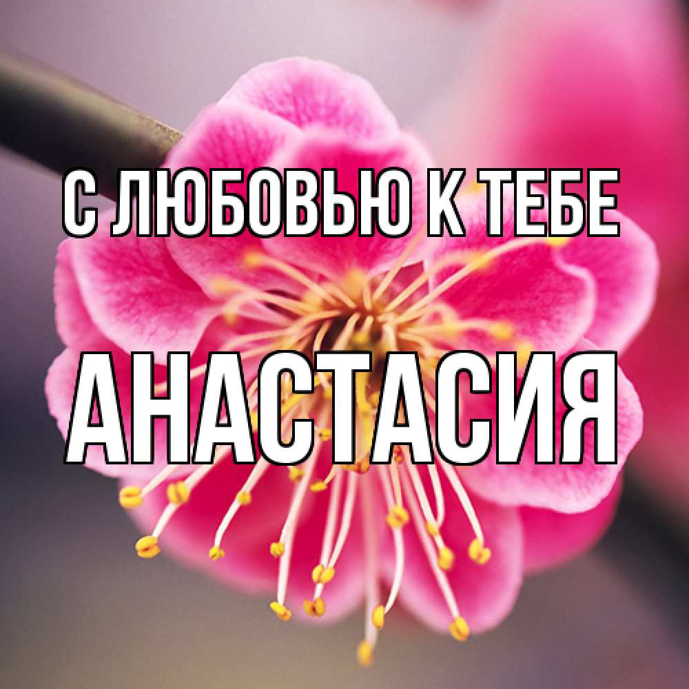 Открытка  с именем. Анастасия, С любовью к тебе  