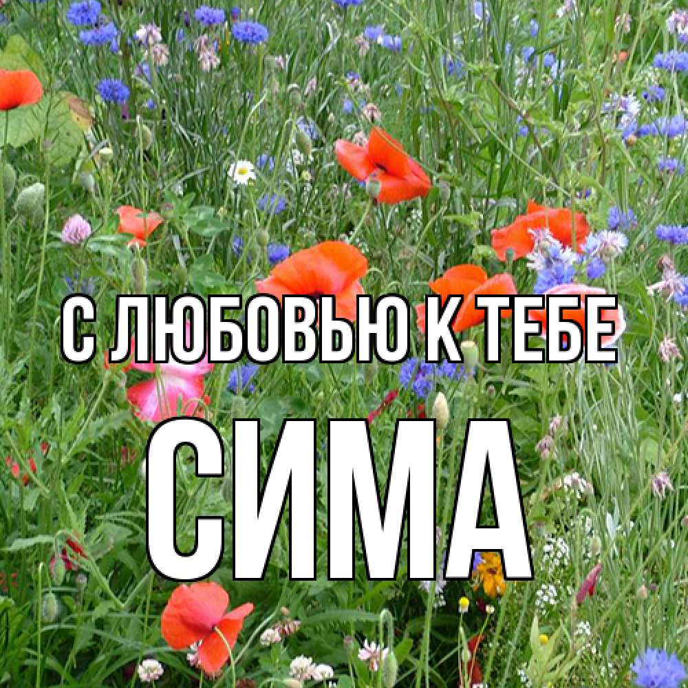 Открытка  с именем. Сима, С любовью к тебе  