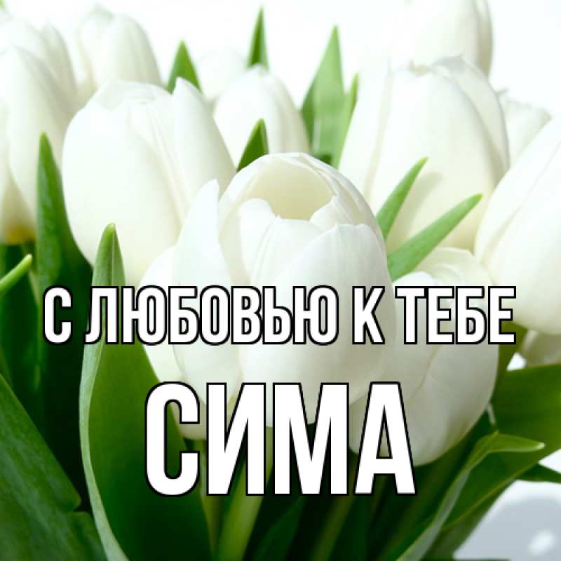 Картинка С любовью к тебе, Сима