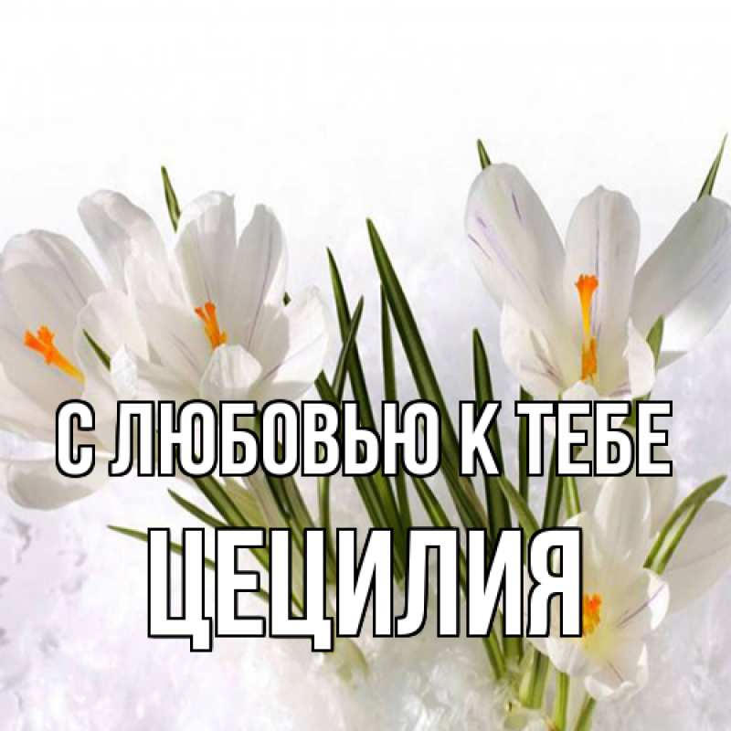 Картинка С любовью к тебе, Цецилия