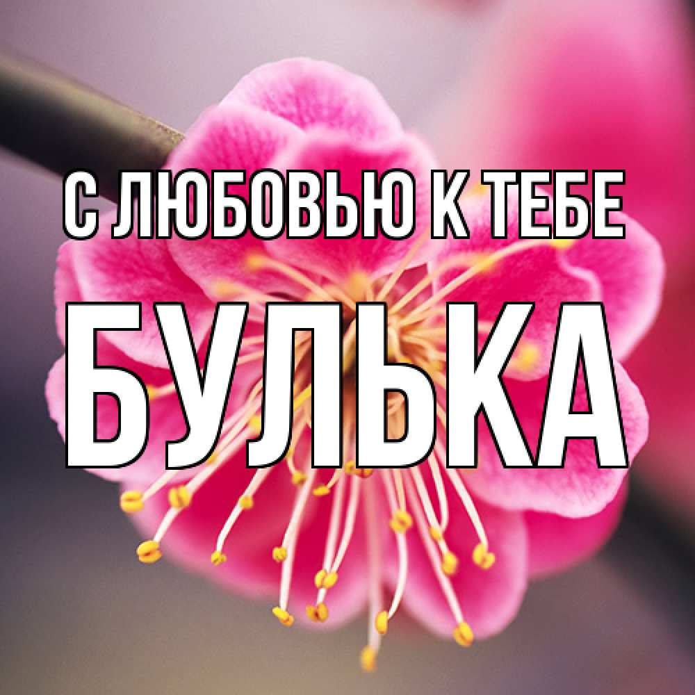 Открытка  с именем. Булька, С любовью к тебе  