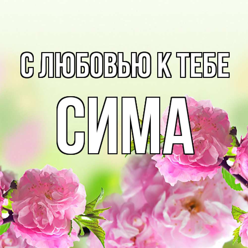 Открытка  с именем. Сима, С любовью к тебе  