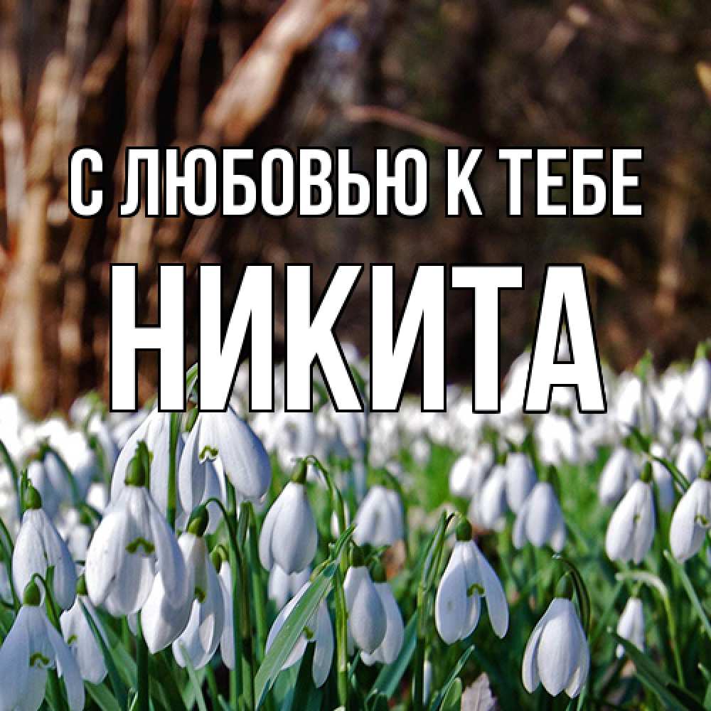 Открытка  с именем. Никита, С любовью к тебе  