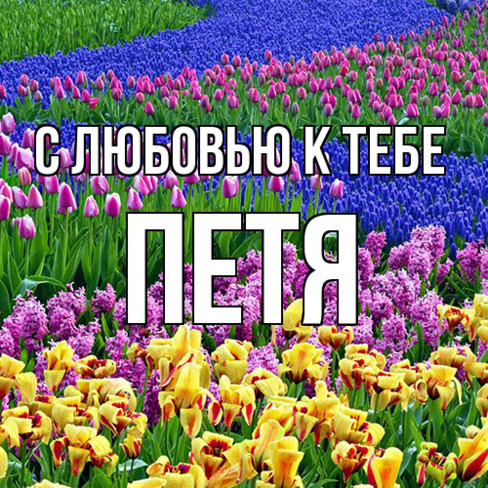 Открытка  с именем. петя, С любовью к тебе  