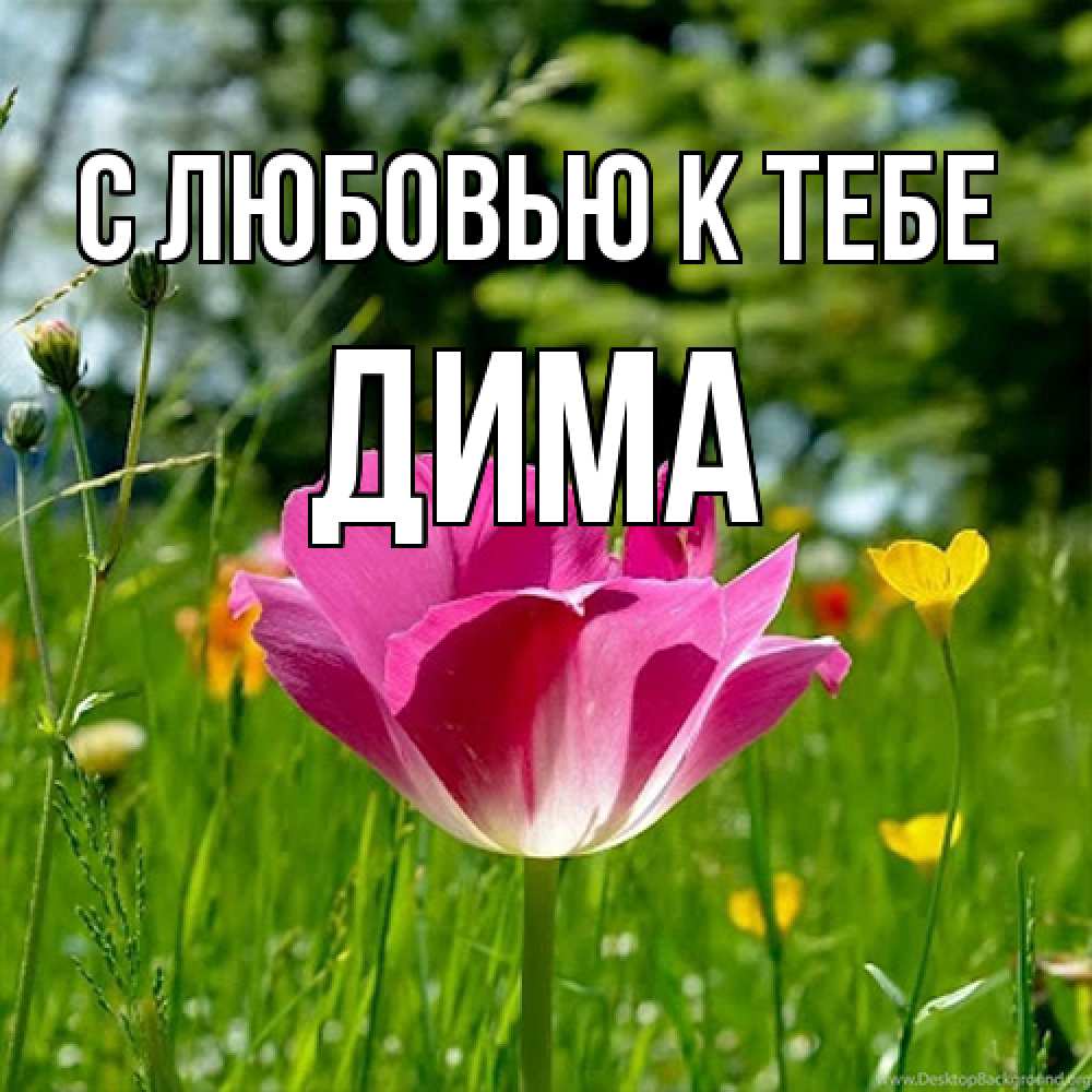 Открытка  с именем. Дима, С любовью к тебе  