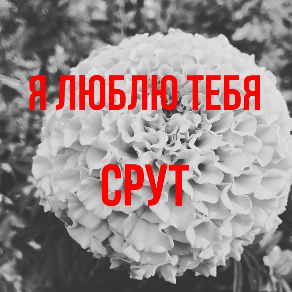 Открытка  с именем. срут, Я люблю тебя  