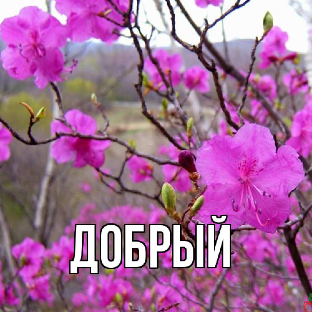 Открытка  с именем. Добрый, Главная  