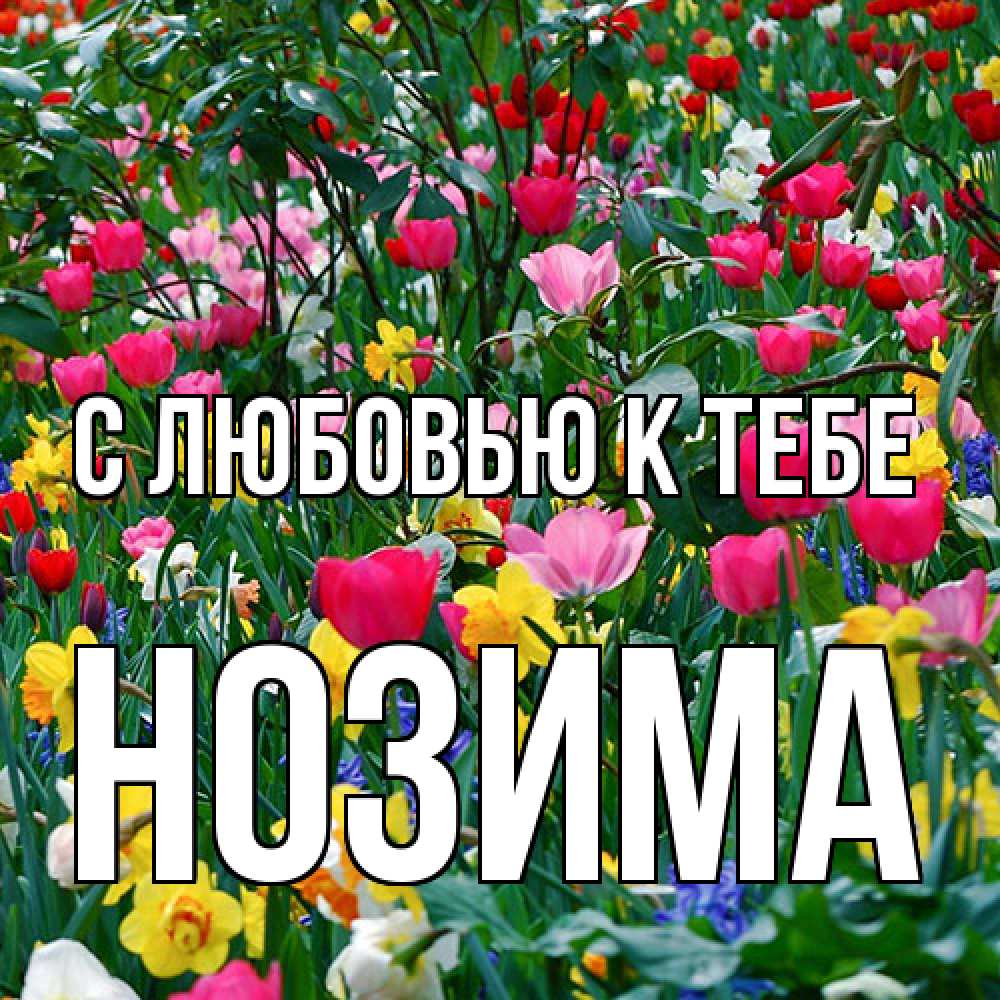 Открытка  с именем. НОЗИМА, С любовью к тебе  