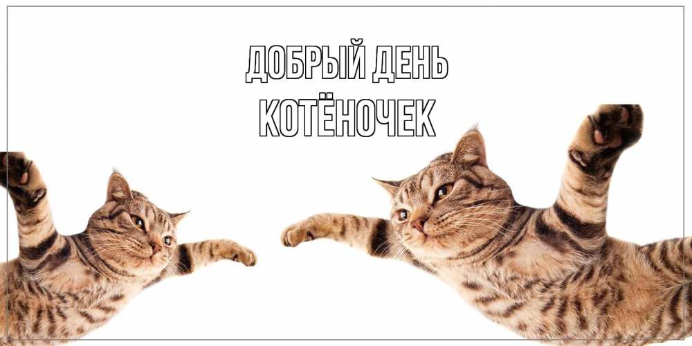 Открытка  с именем. Котёночек, Добрый день  