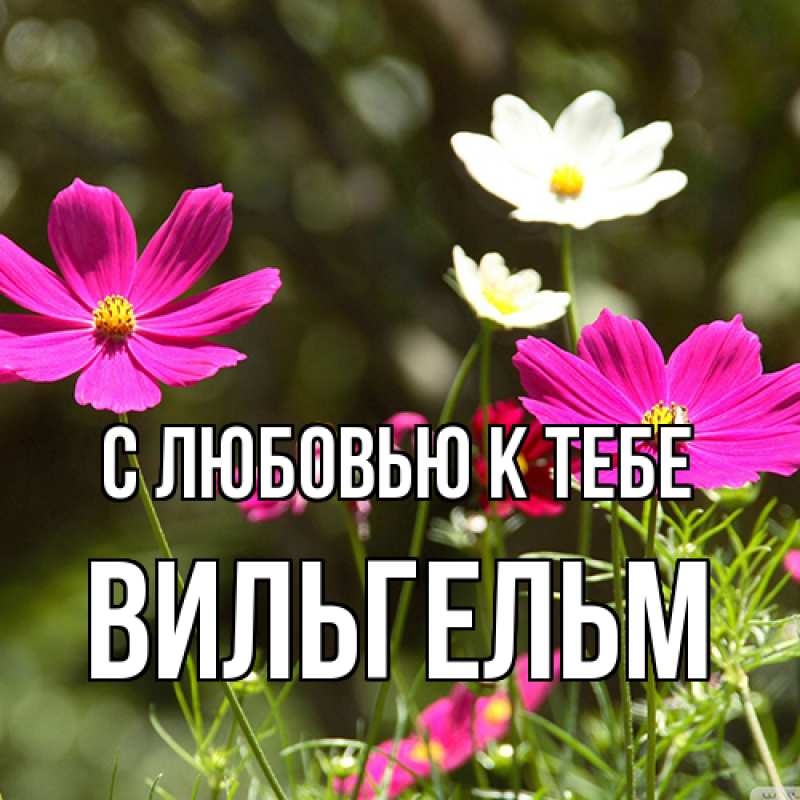 Картинка С любовью к тебе, Вильгельм