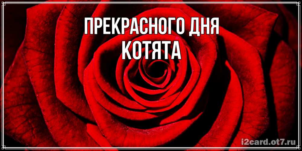 Открытка  с именем. Котята, Прекрасного дня  