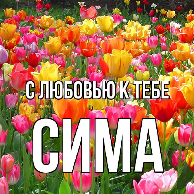 Картинка С любовью к тебе, Сима