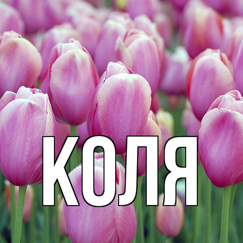 Открытка  с именем. коля, Главная  