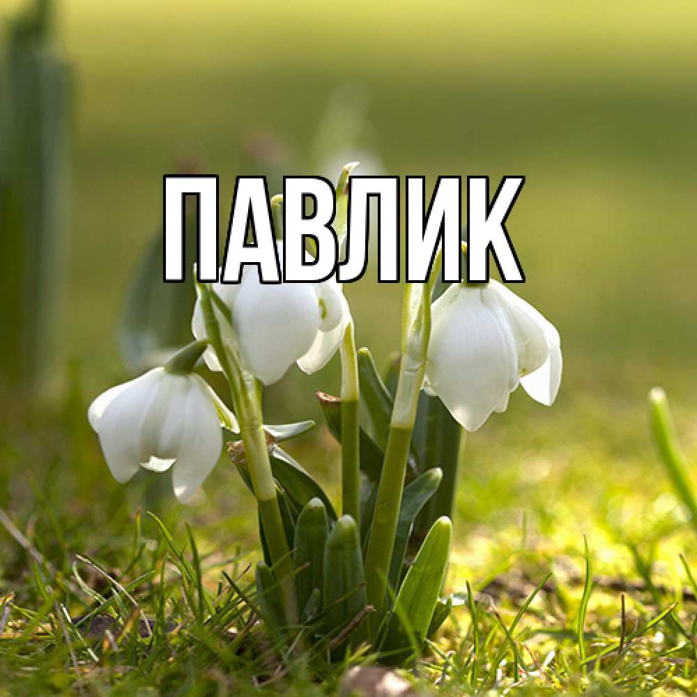 Открытка  с именем. Павлик, Главная  