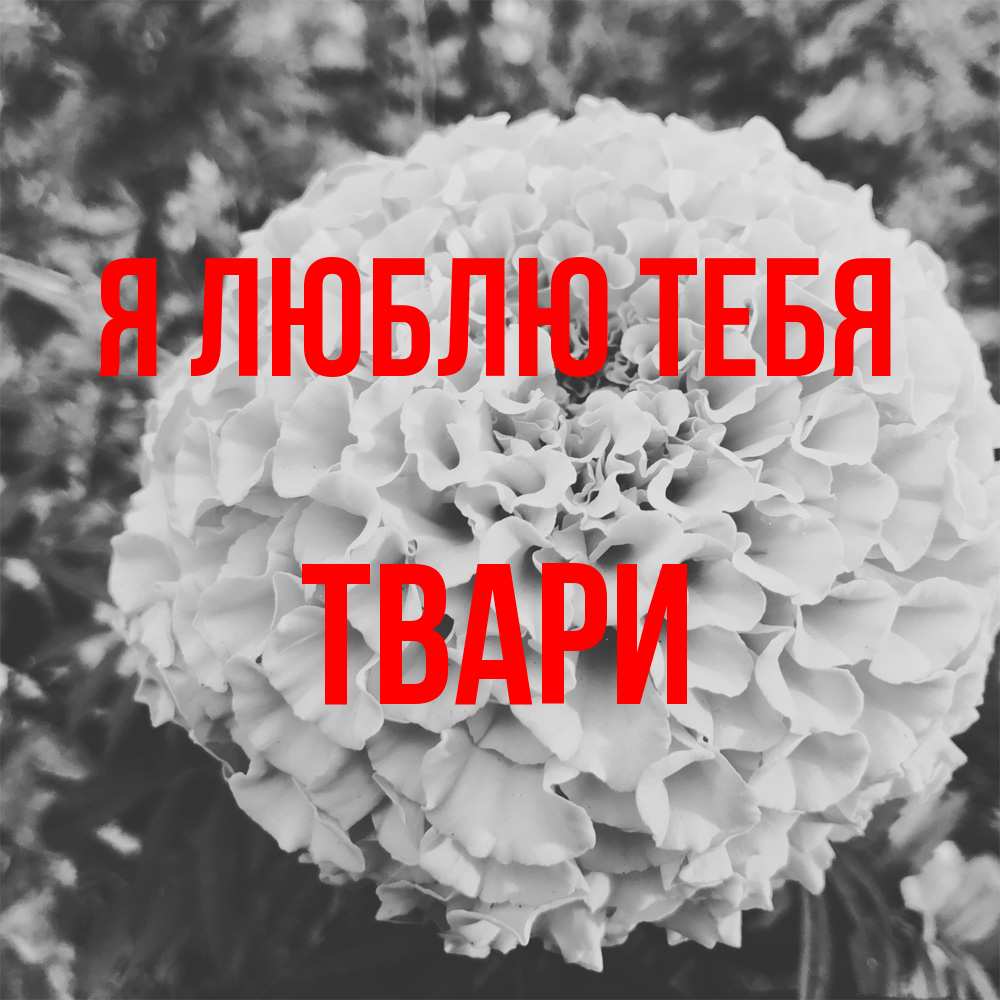 Открытка  с именем. твари, Я люблю тебя  