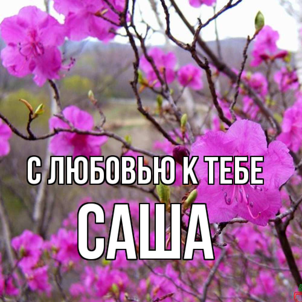 Открытка  с именем. Саша, С любовью к тебе  