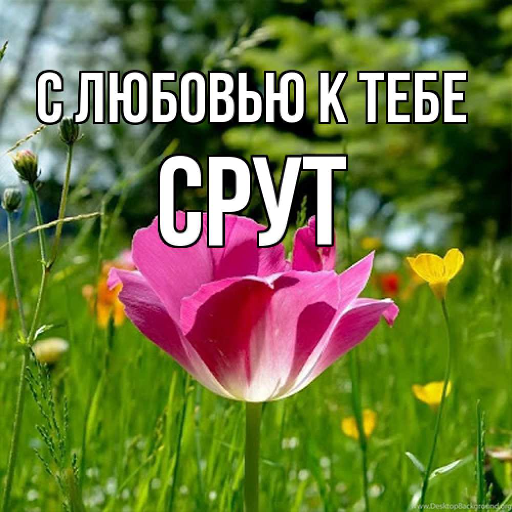 Открытка  с именем. срут, С любовью к тебе  