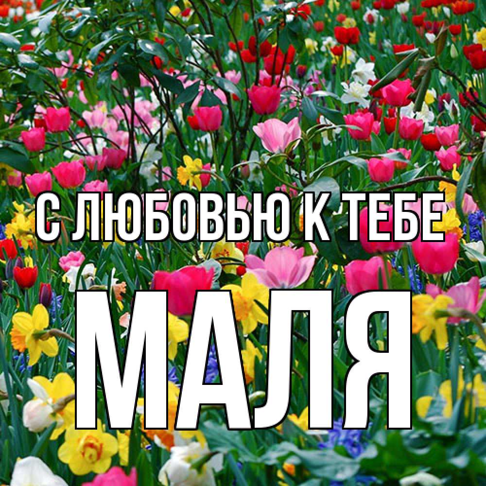 Открытка  с именем. Маля, С любовью к тебе  