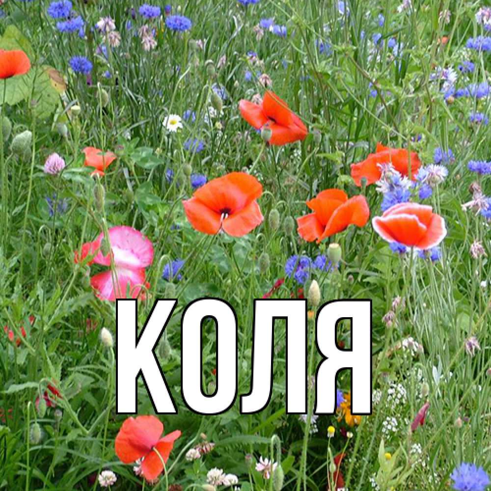Открытка  с именем. коля, Главная  