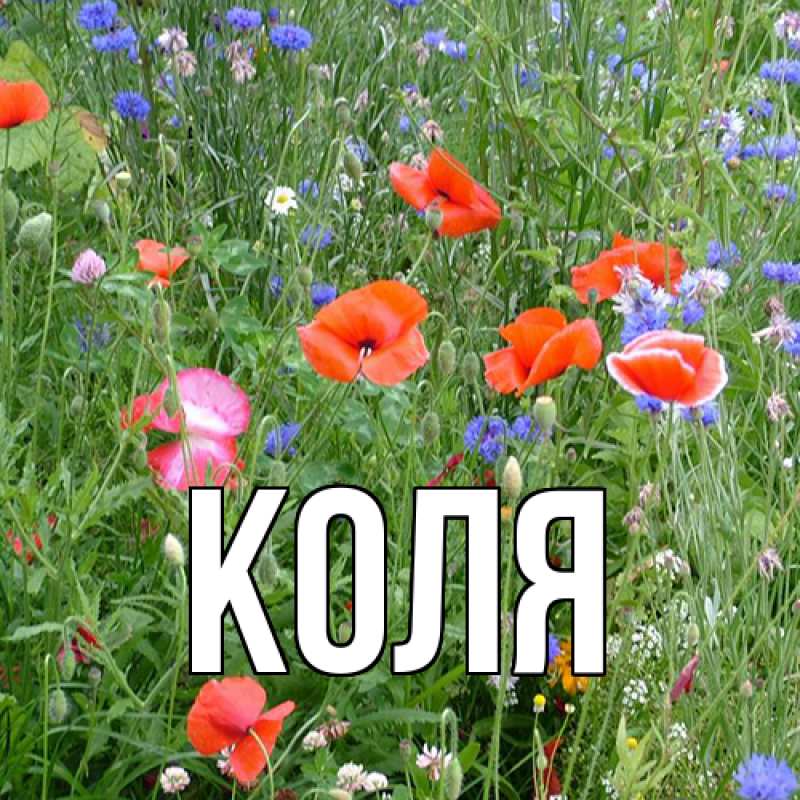 Картинка  с именем , коля