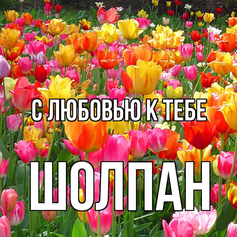 Открытка  с именем. Шолпан, С любовью к тебе  