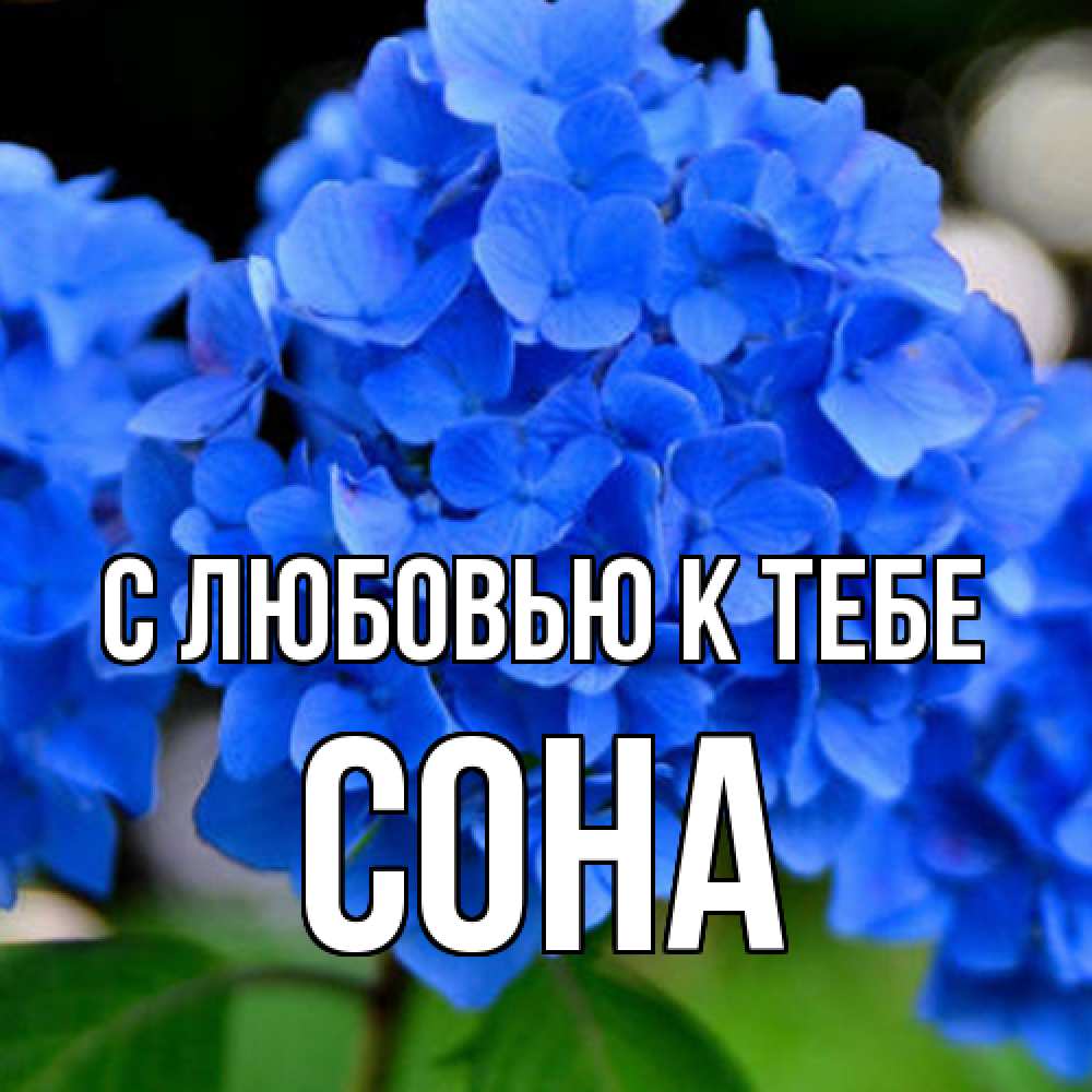 Открытка  с именем. СОНА, С любовью к тебе  