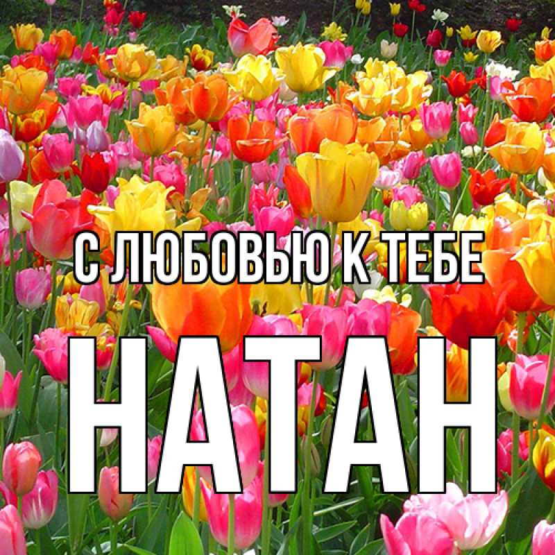 Картинка С любовью к тебе, Натан