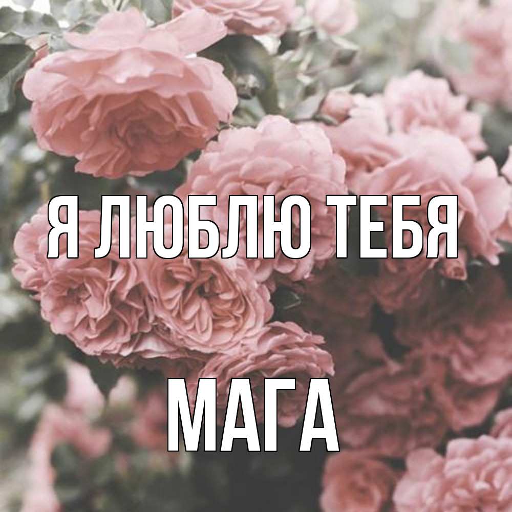 Открытка  с именем. Мага, Я люблю тебя  