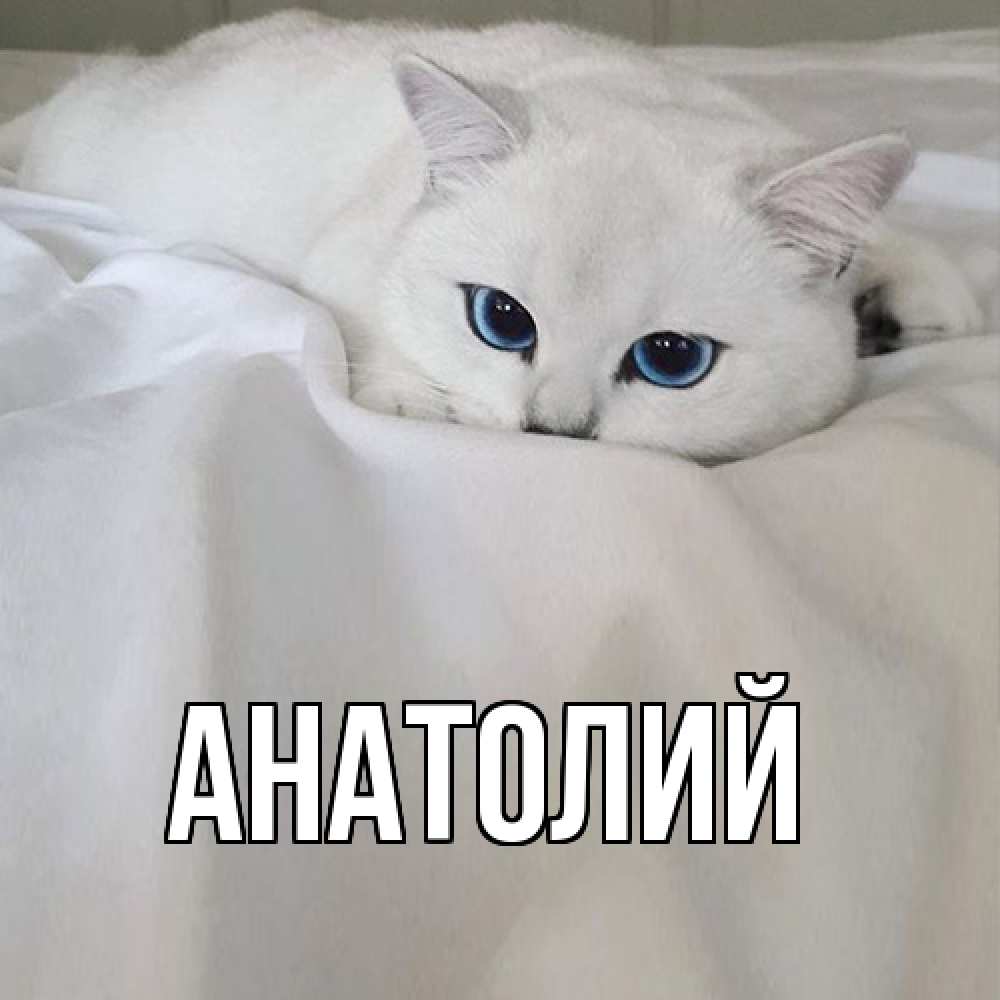 Открытка  с именем. Анатолий, Главная  