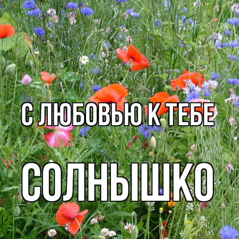 Картинка С любовью к тебе, Солнышко