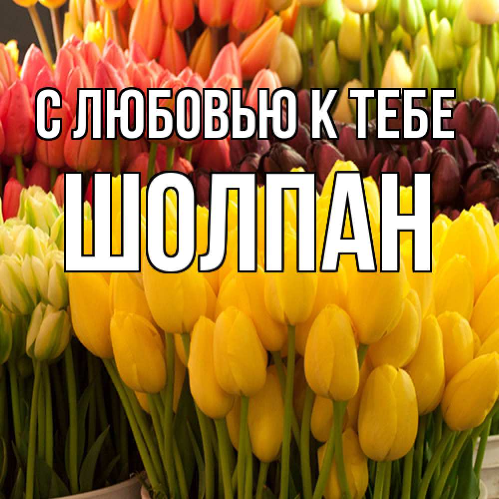 Открытка  с именем. Шолпан, С любовью к тебе  