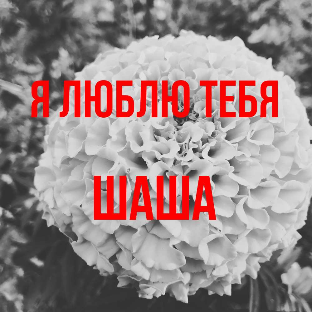Открытка  с именем. Шаша, Я люблю тебя  