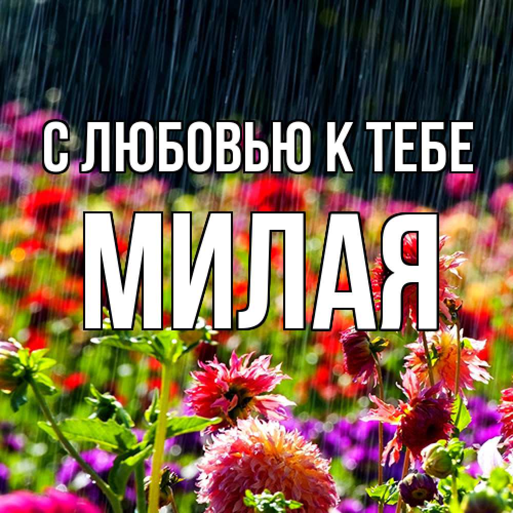 Открытка  с именем. МИЛАЯ, С любовью к тебе  