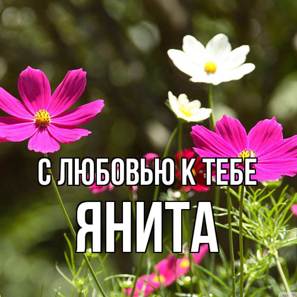 Открытка  с именем. Янита, С любовью к тебе  