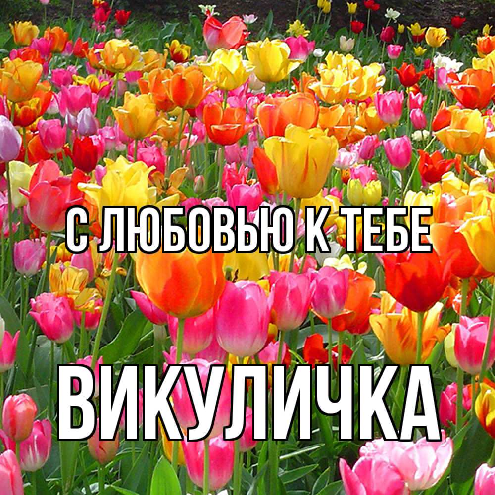 Открытка  с именем. Викуличка, С любовью к тебе  
