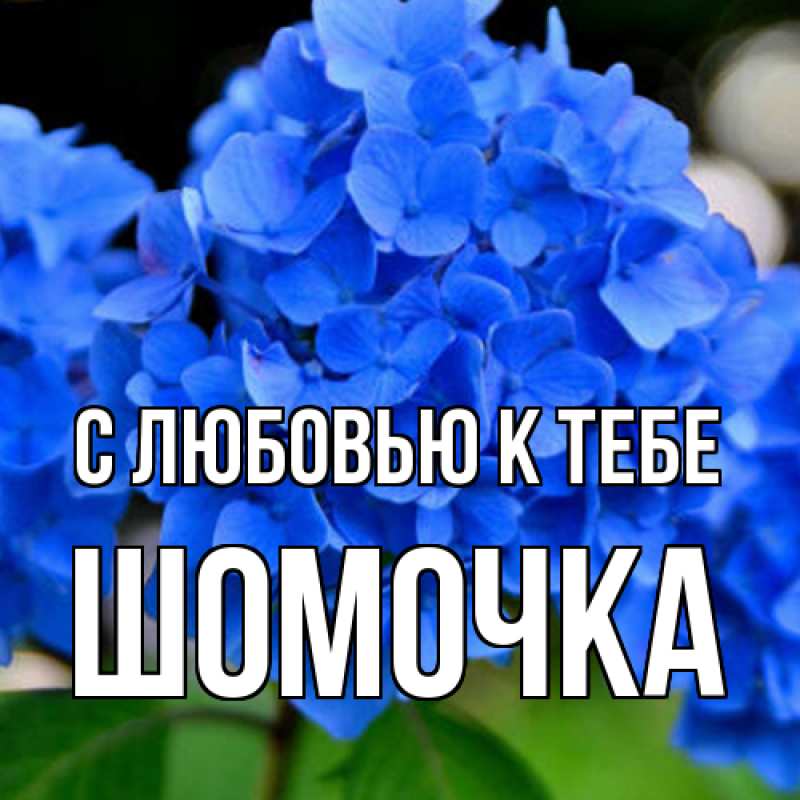 Картинка С любовью к тебе, Шомочка