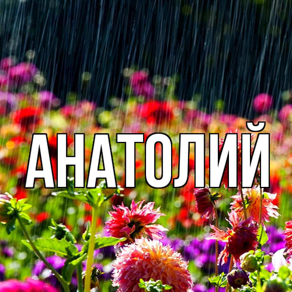 Открытка  с именем. Анатолий, Главная  