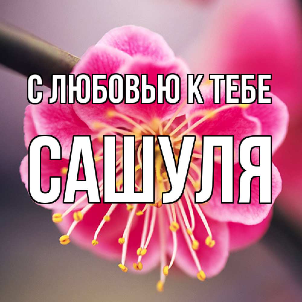 Открытка  с именем. Сашуля, С любовью к тебе  