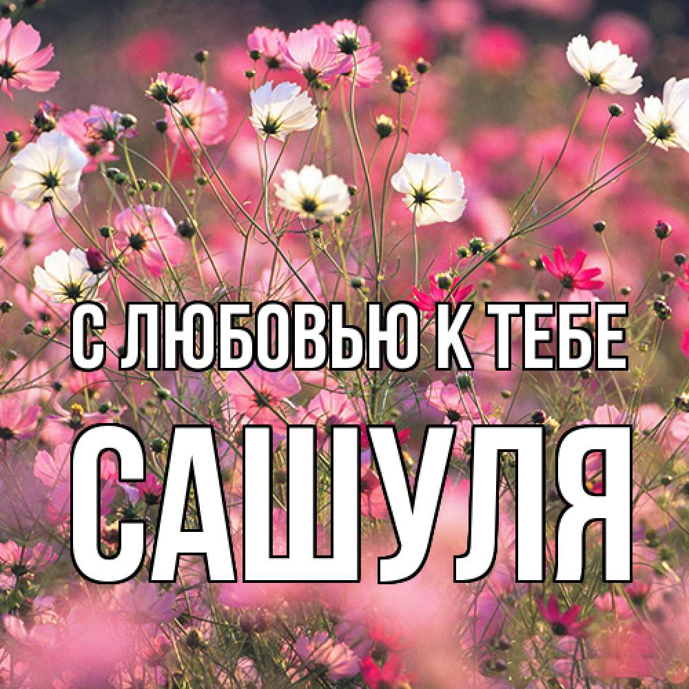 Открытка  с именем. Сашуля, С любовью к тебе  