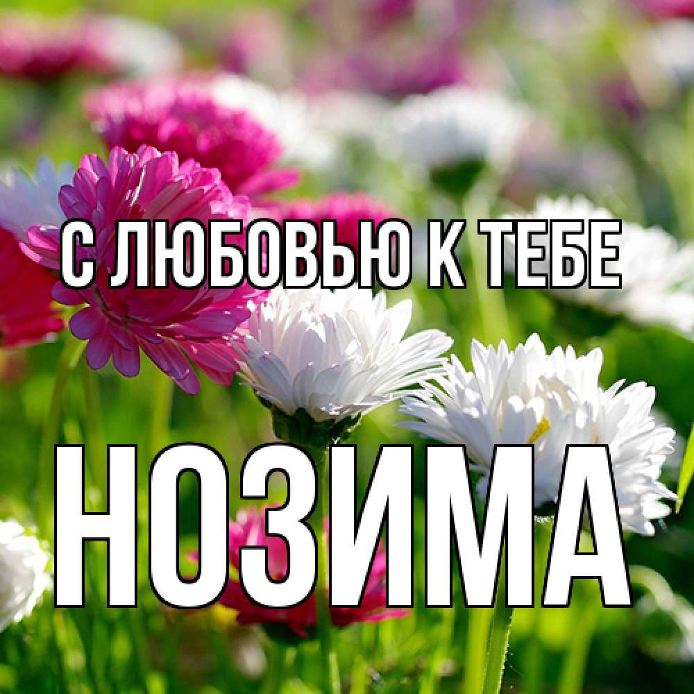 Открытка  с именем. НОЗИМА, С любовью к тебе  