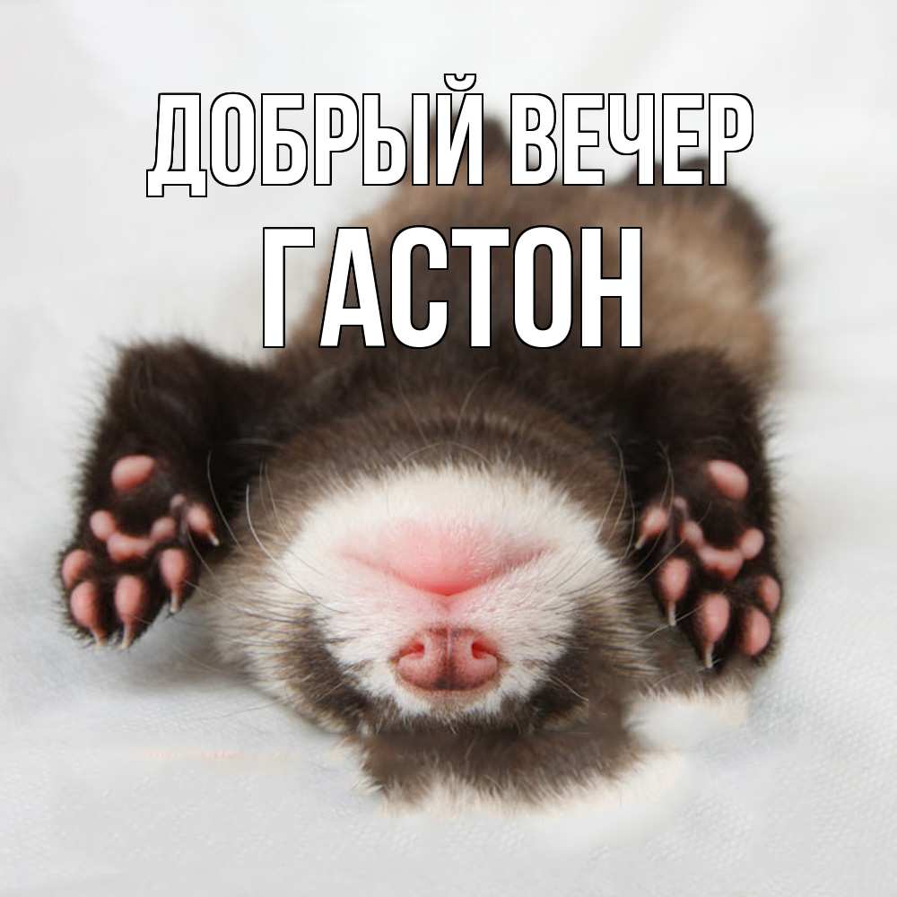 Открытка  с именем. Гастон, Добрый вечер  