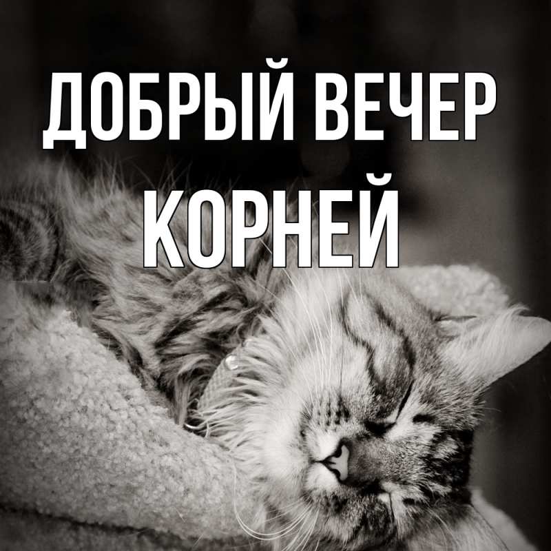 Картинка Добрый вечер, Корней