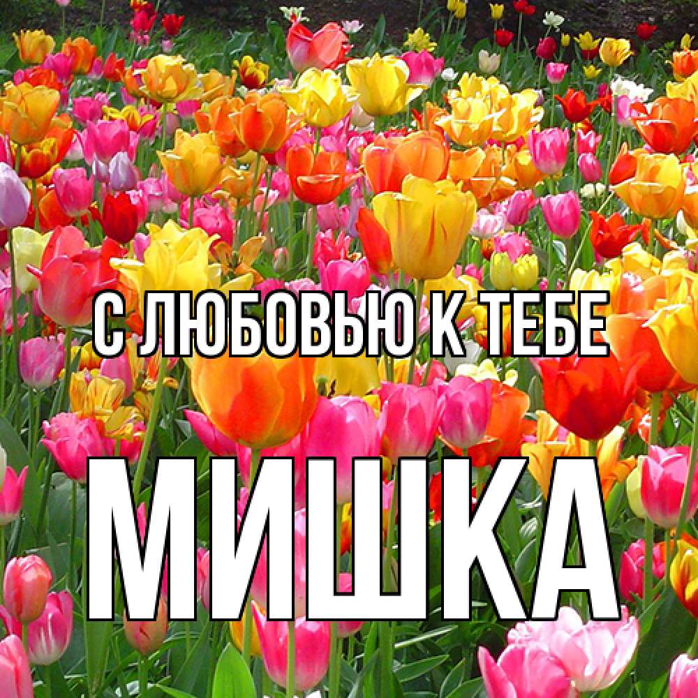 Открытка  с именем. Мишка, С любовью к тебе  