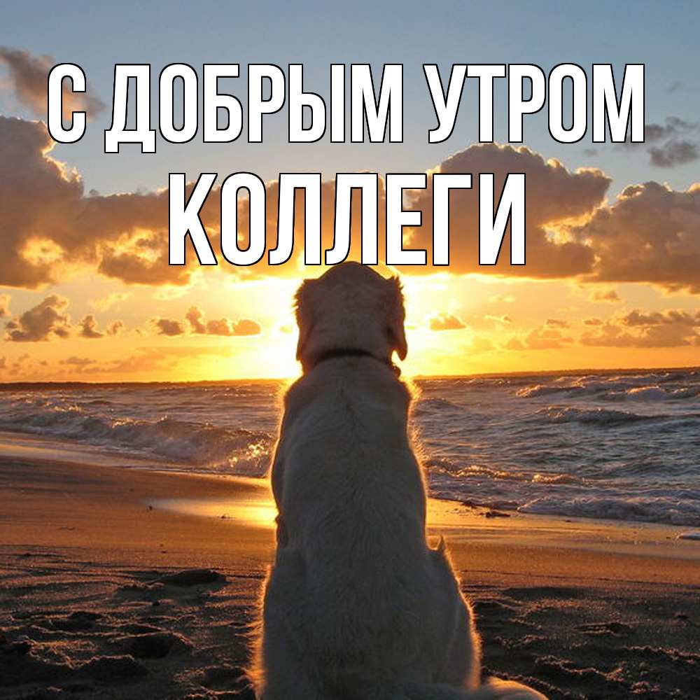 Открытка  с именем. коллеги, С добрым утром  