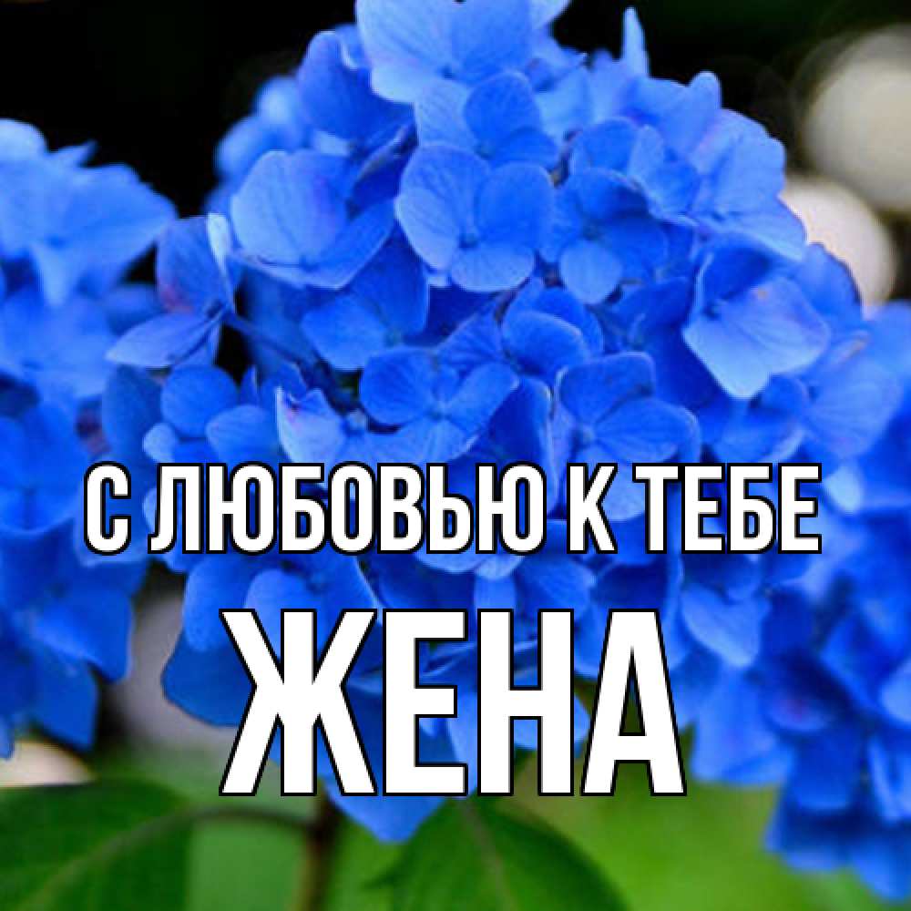 Открытка  с именем. Жена, С любовью к тебе  