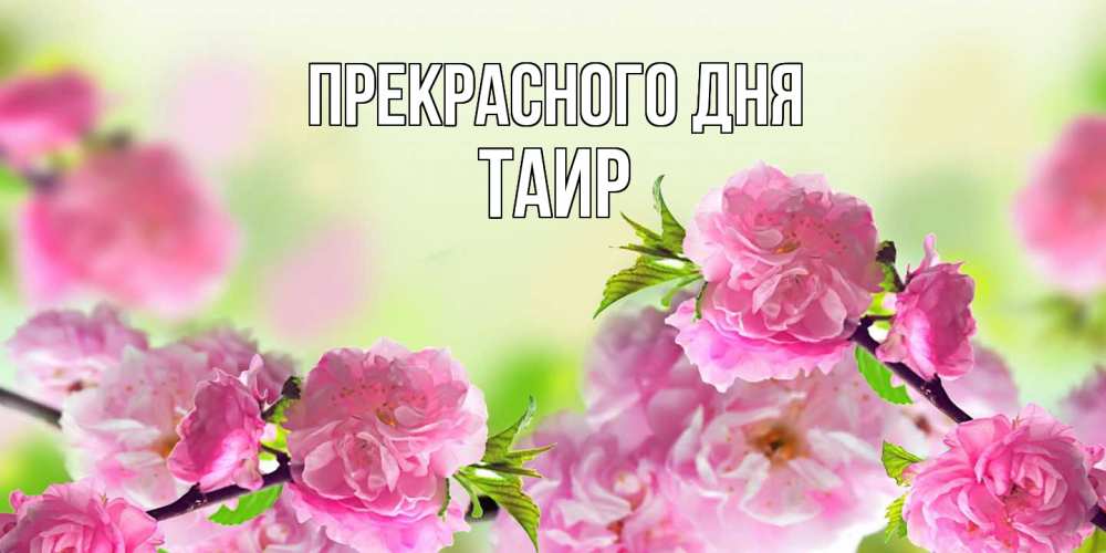 Открытка  с именем. Таир, Прекрасного дня  