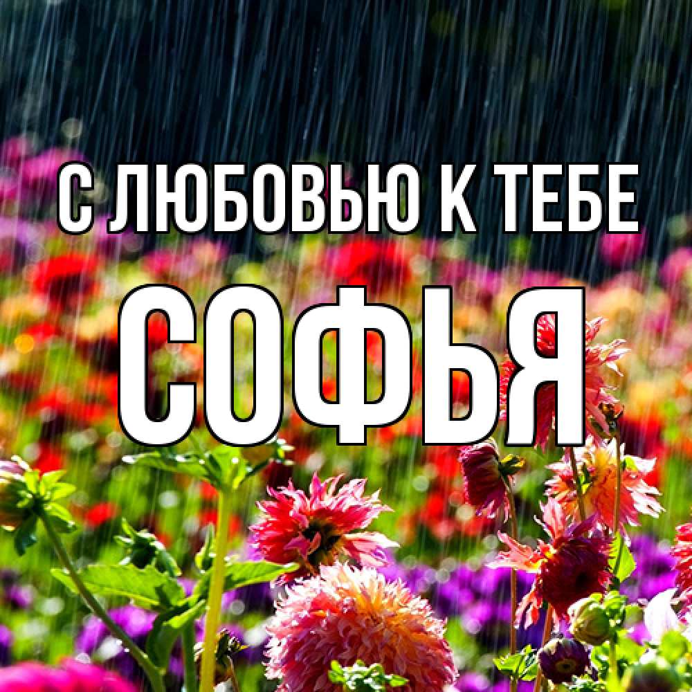 Открытка  с именем. Софья, С любовью к тебе  