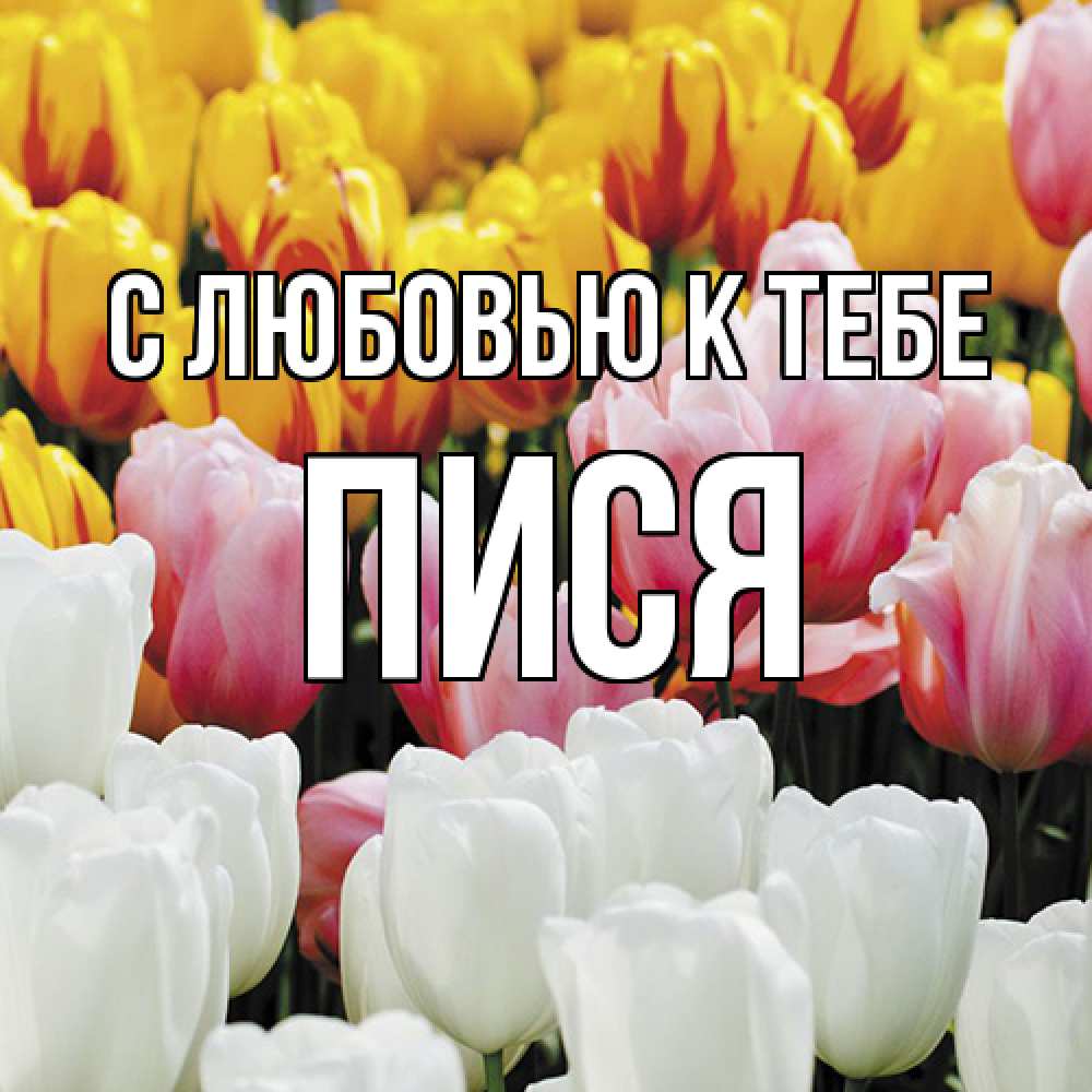 Открытка  с именем. пися, С любовью к тебе  